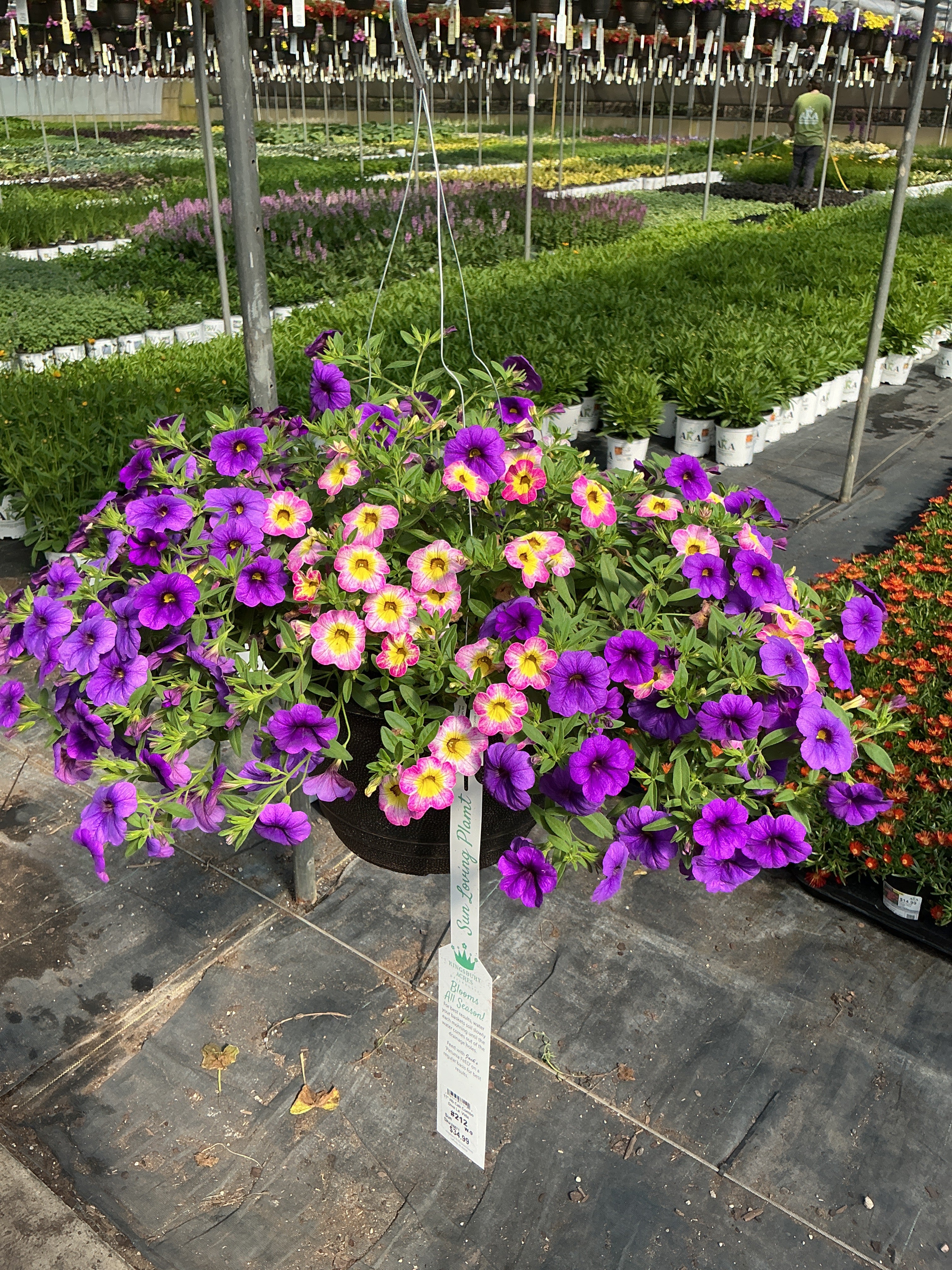 212 Calibrachoa Diva La Vida - 11" Hanging Basket