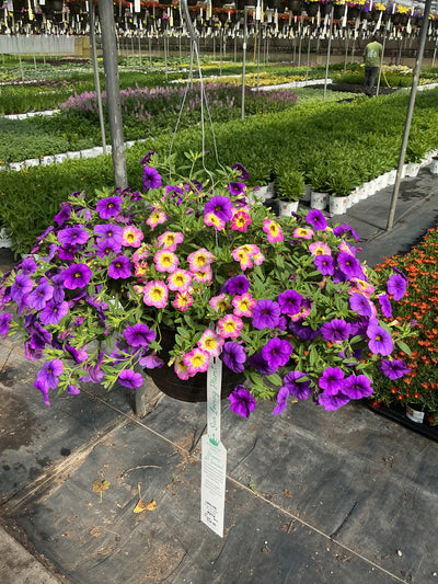 212 Calibrachoa Diva La Vida - 11" Hanging Basket