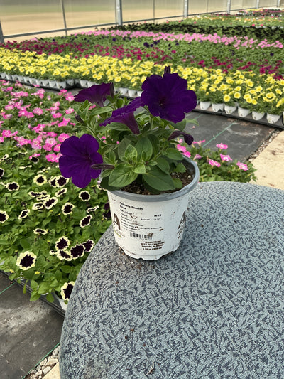 Petunia Starlet Blue - 4.33" Premium Annual