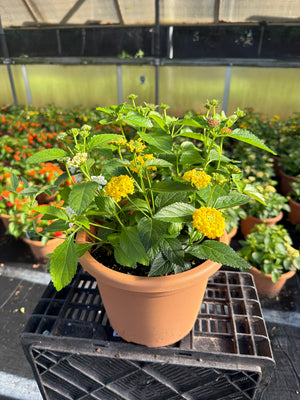 Lantana Mix 1 - 8" Planter