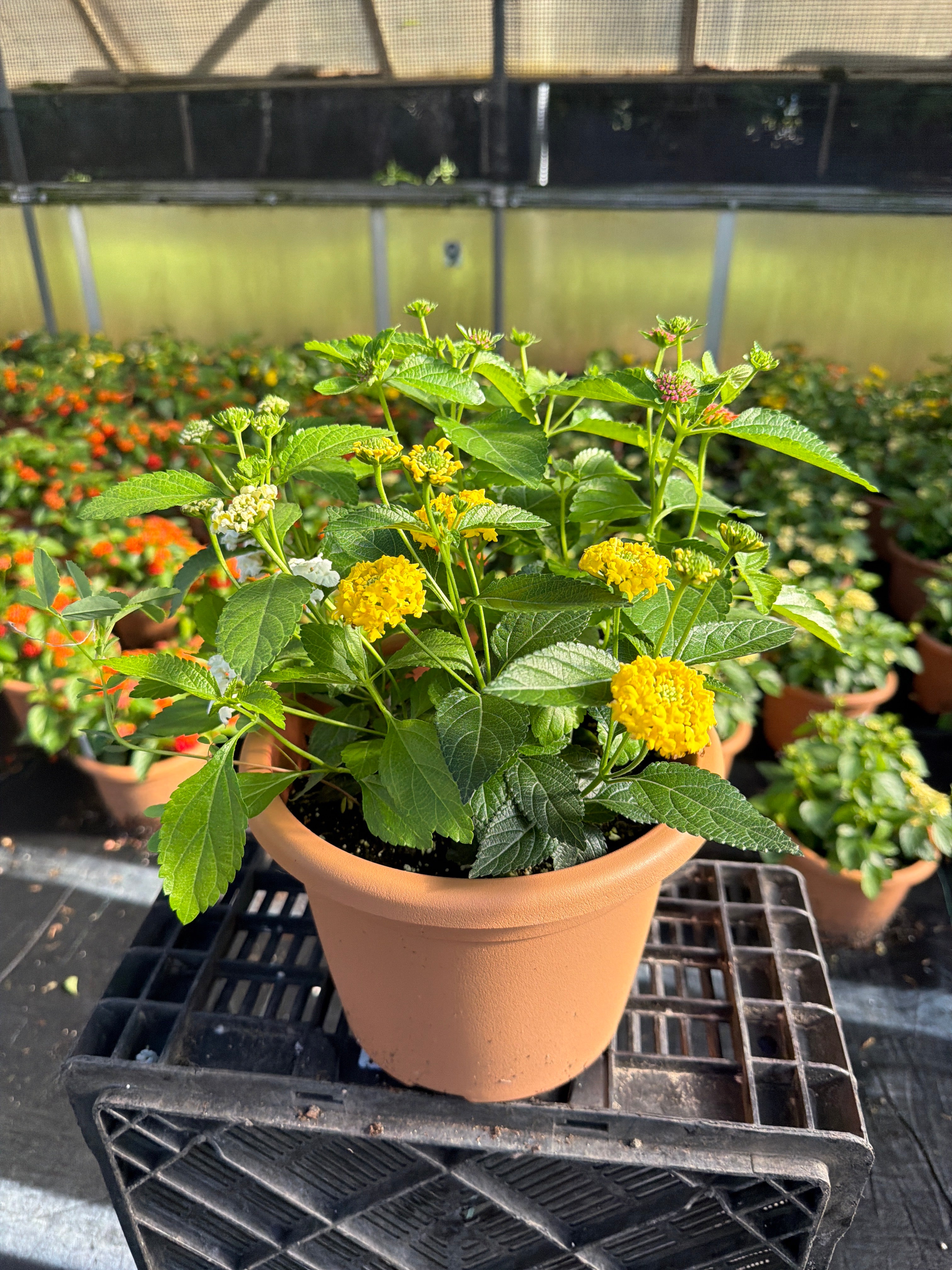 Lantana Mix 1 - 8" Planter