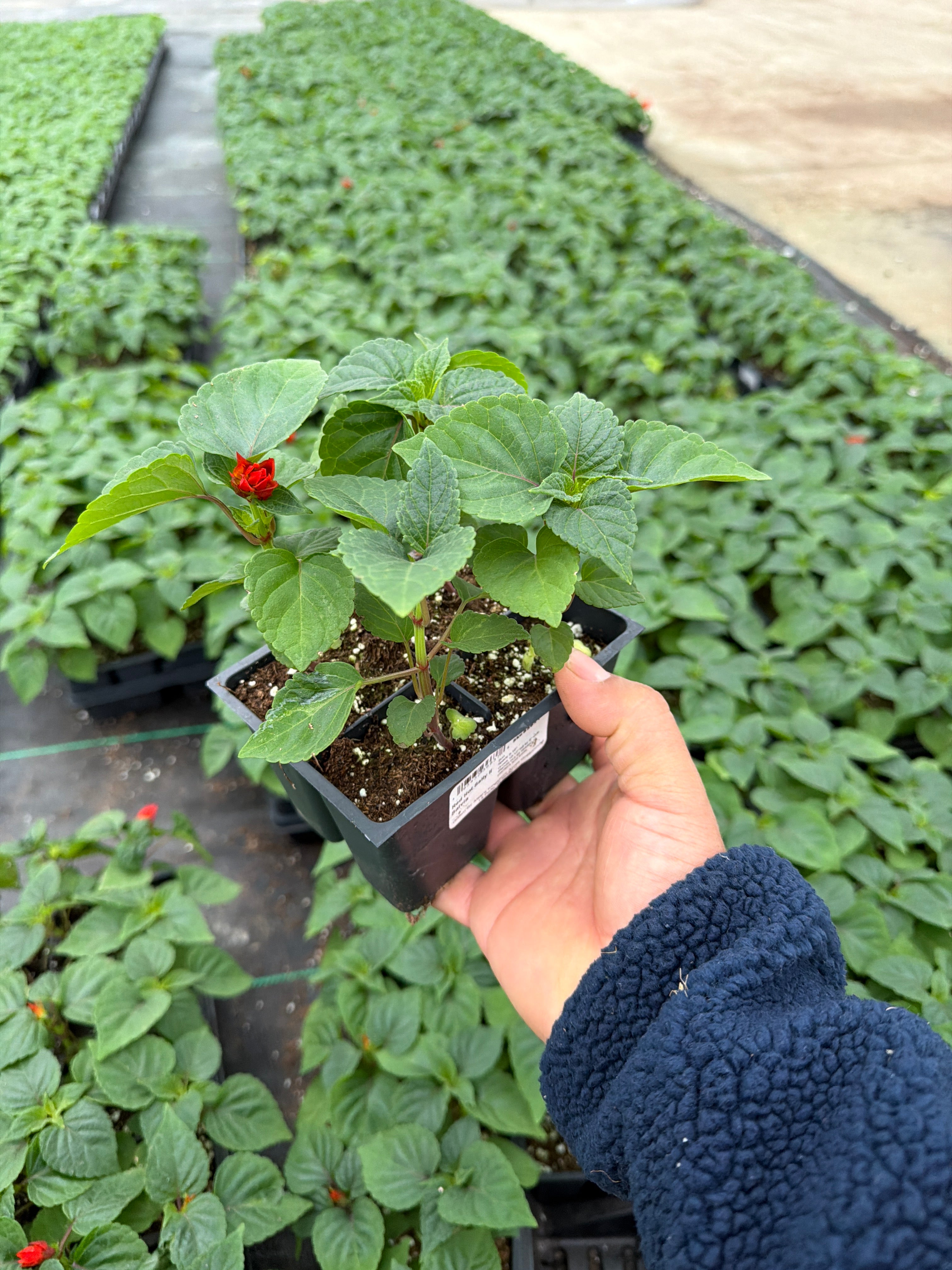 Salvia Red Hot Sally - 4 Pack Annual