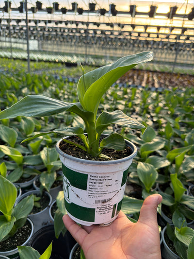 Canna Cannova Red Golden Flame - 5" Premium Thriller Annual