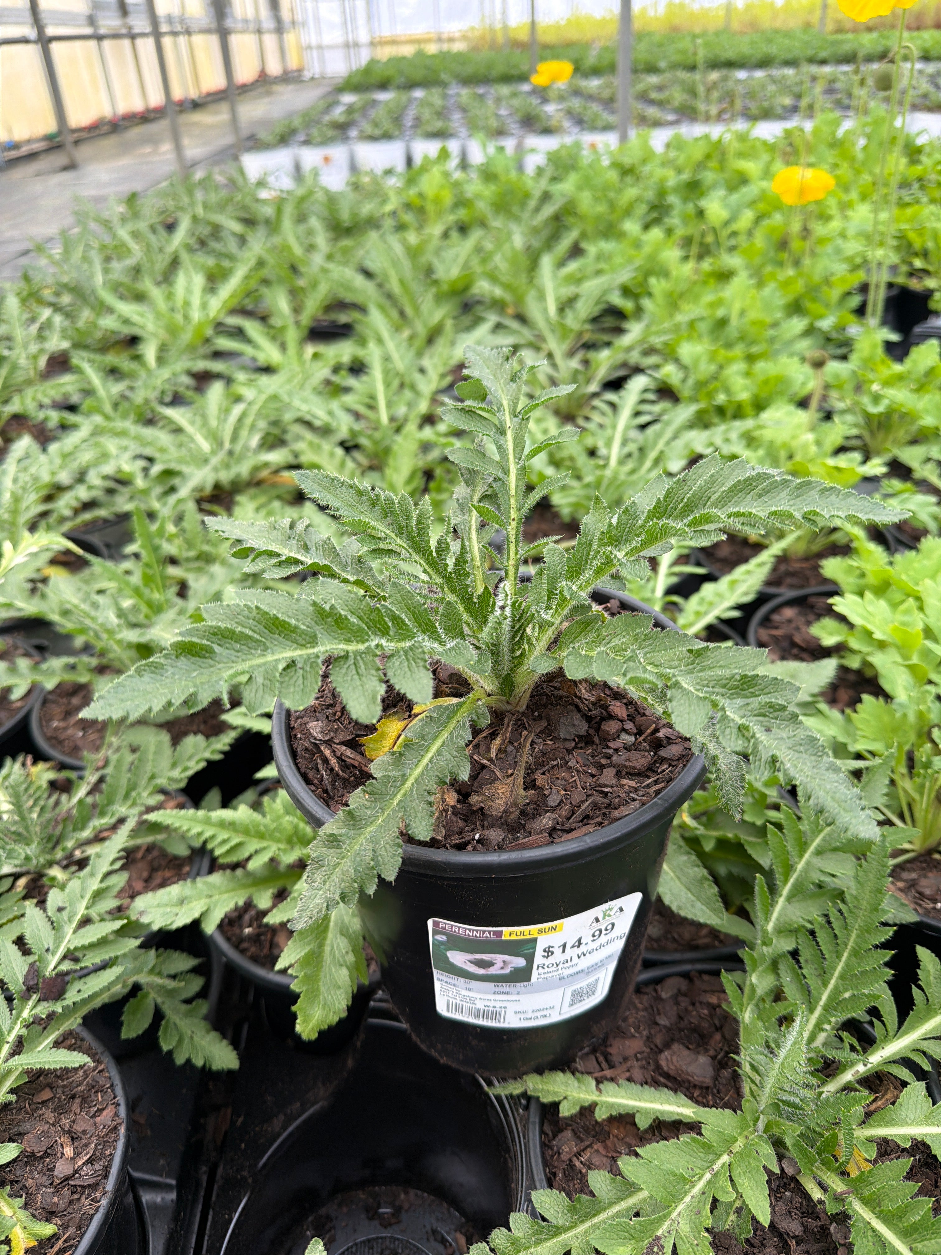Papaver Iceland Poppy Royal Wedding - 6" Perennial