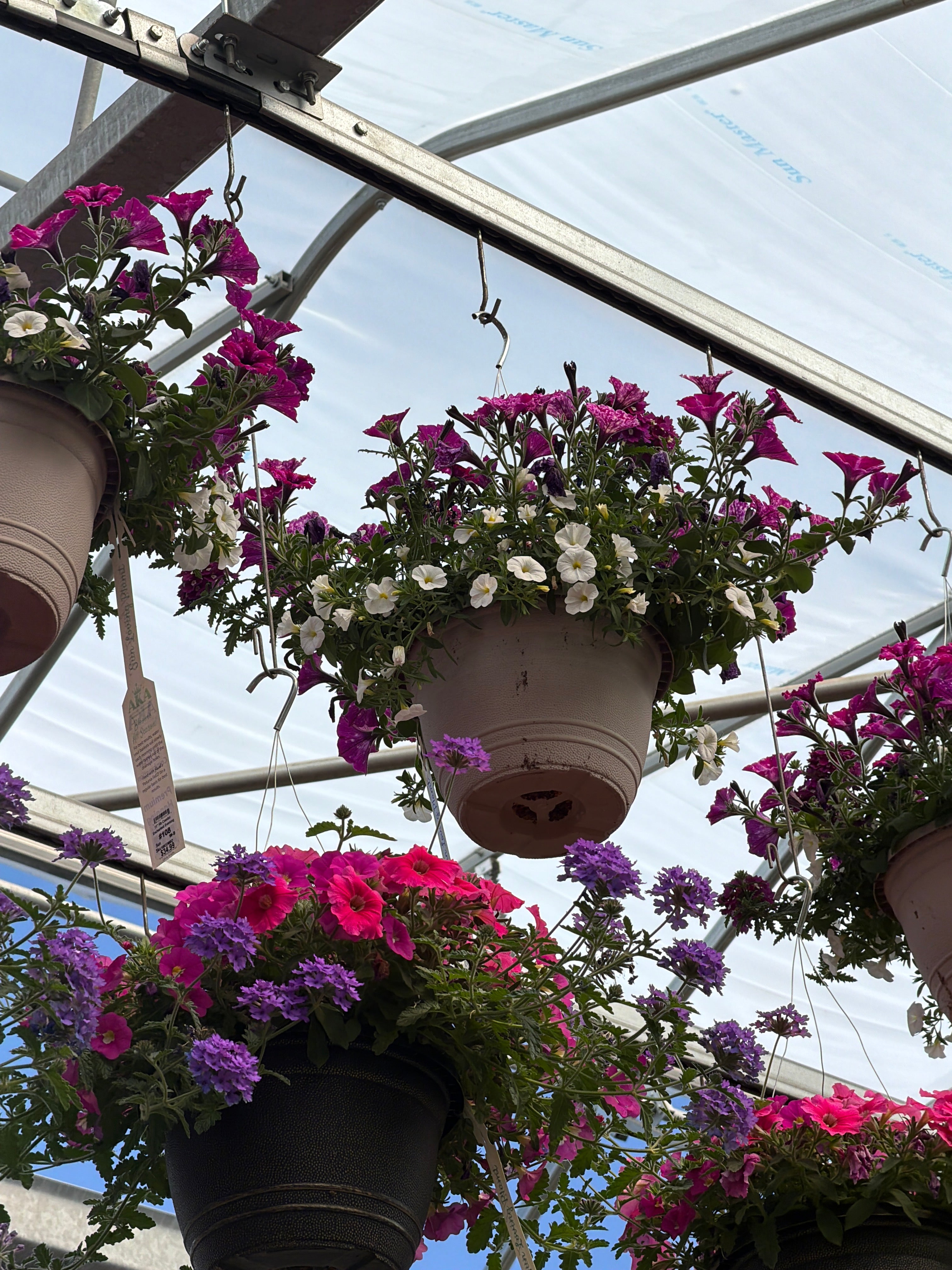 108 Enchanted Evening - 11" Hanging Basket