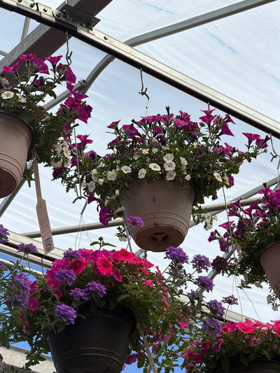 108 Enchanted Evening - 11" Hanging Basket