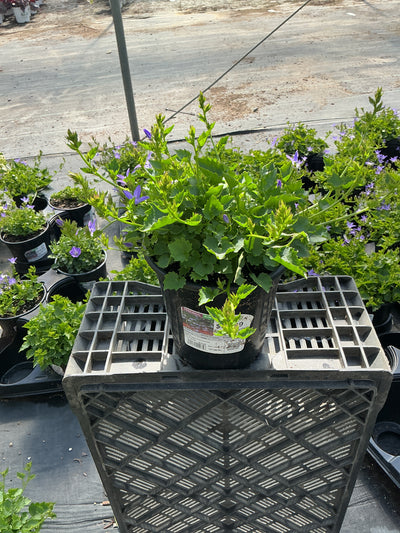 Campanula Bellflower Blue Waterfall - 6" Perennial
