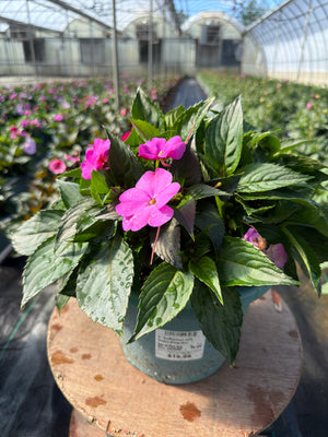 SunPatiens Happy Days Mix - 8" Planter