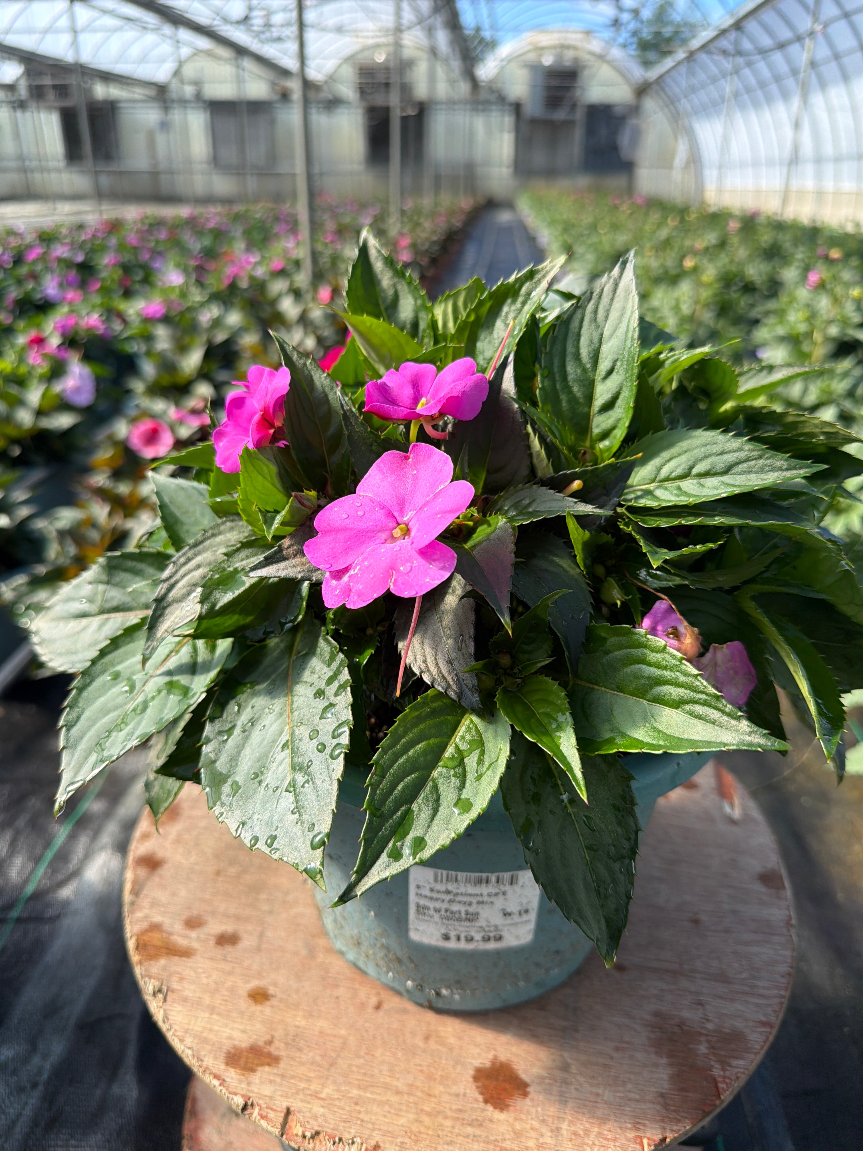 SunPatiens Happy Days Mix - 8" Planter