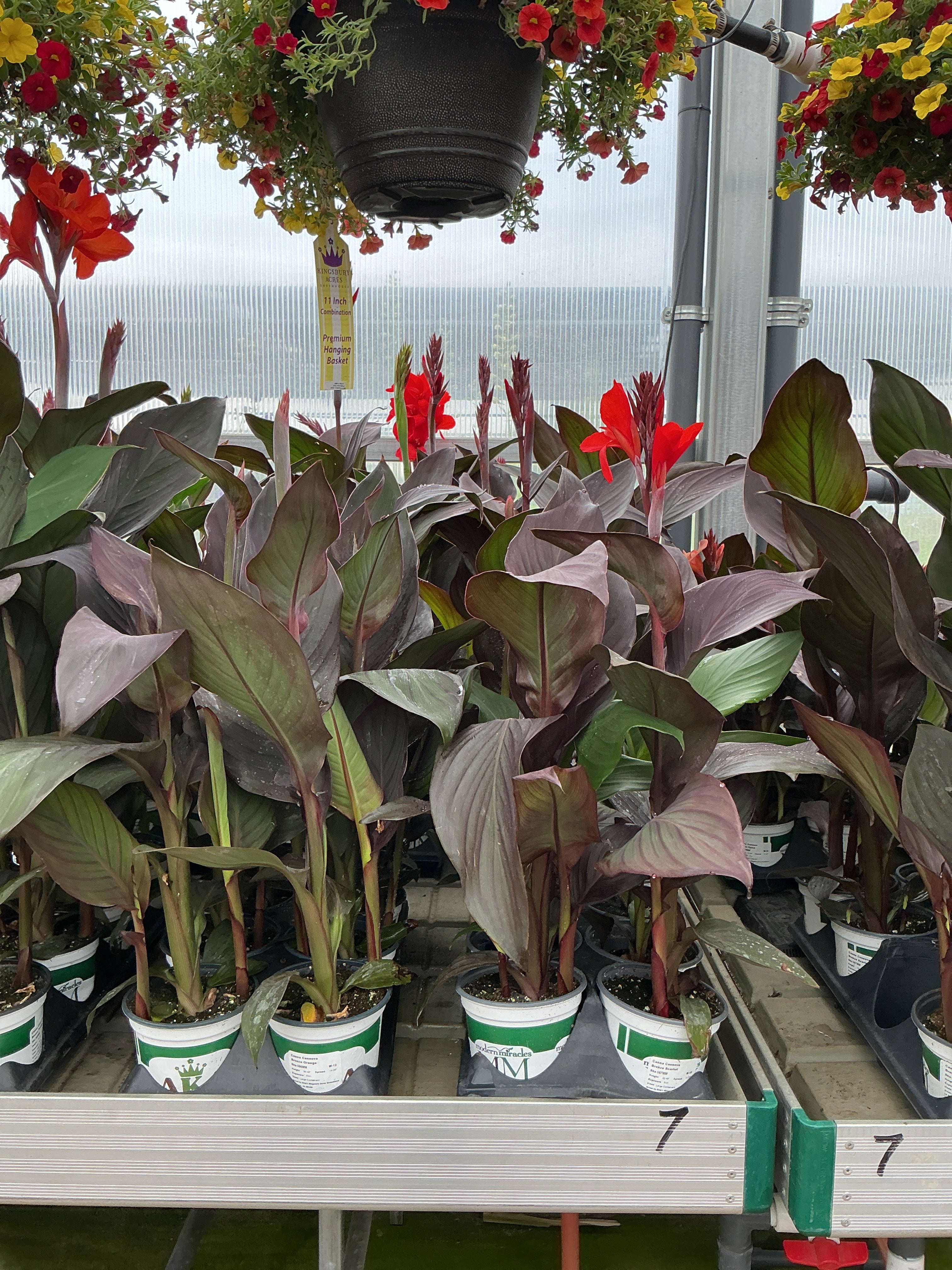 Canna Cannova Bronze Orange - 5" Premium Thriller Annual