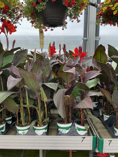 Canna Cannova Bronze Orange - 5" Premium Thriller Annual