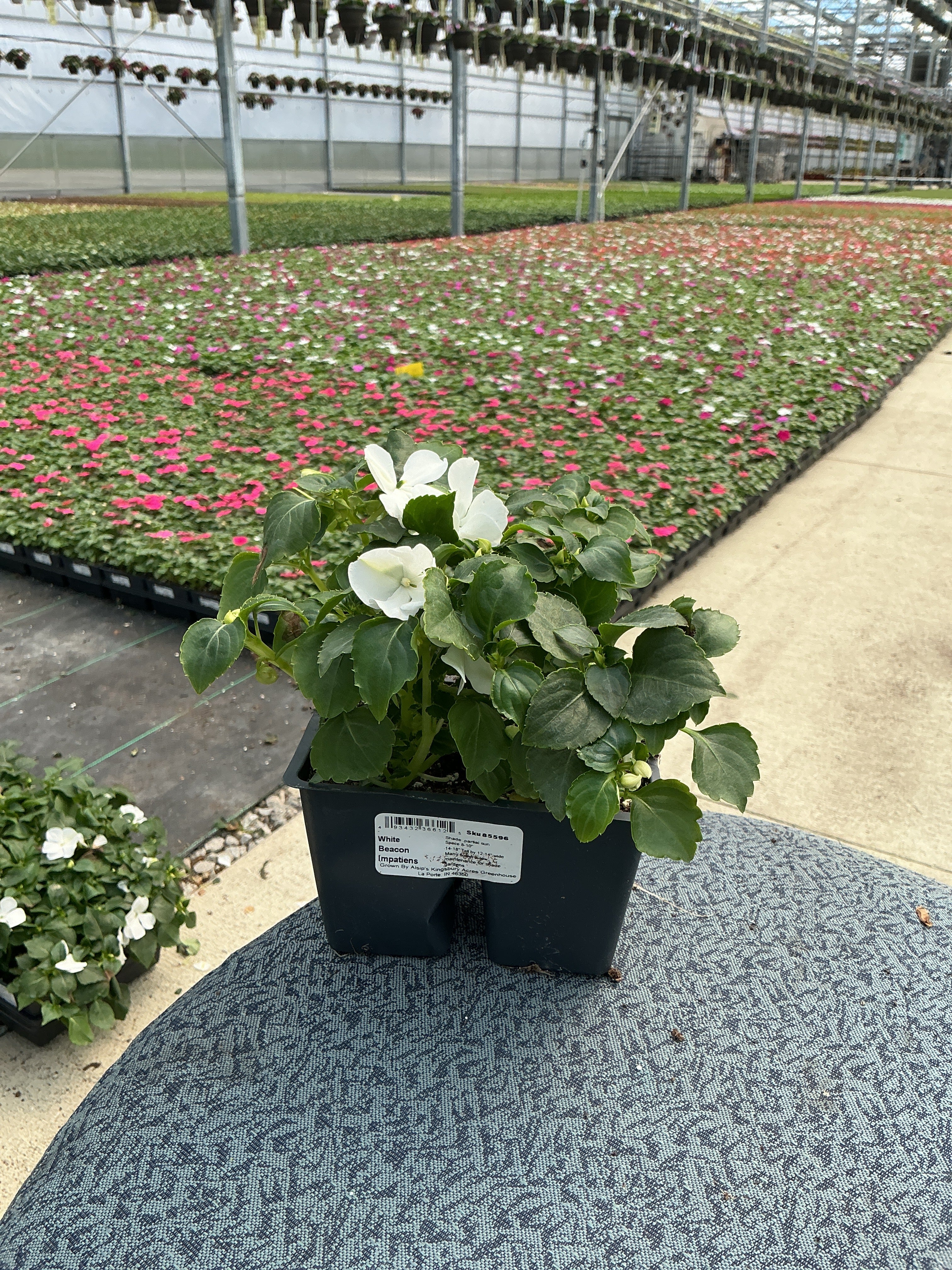 Impatiens Beacon White - 4 Pack Annual