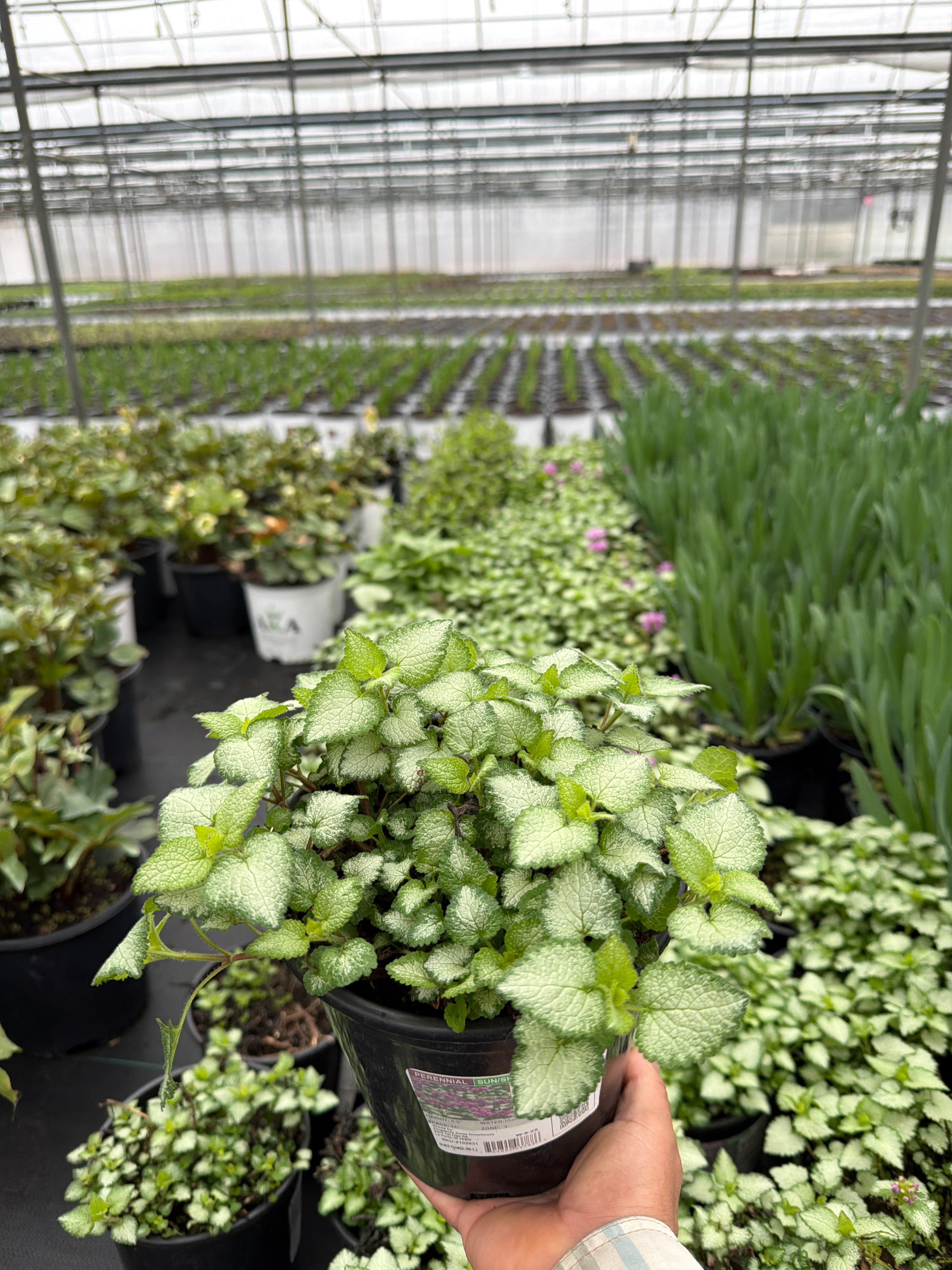 Lamium Dead Nettle Purple Dragon - 6" Perennial