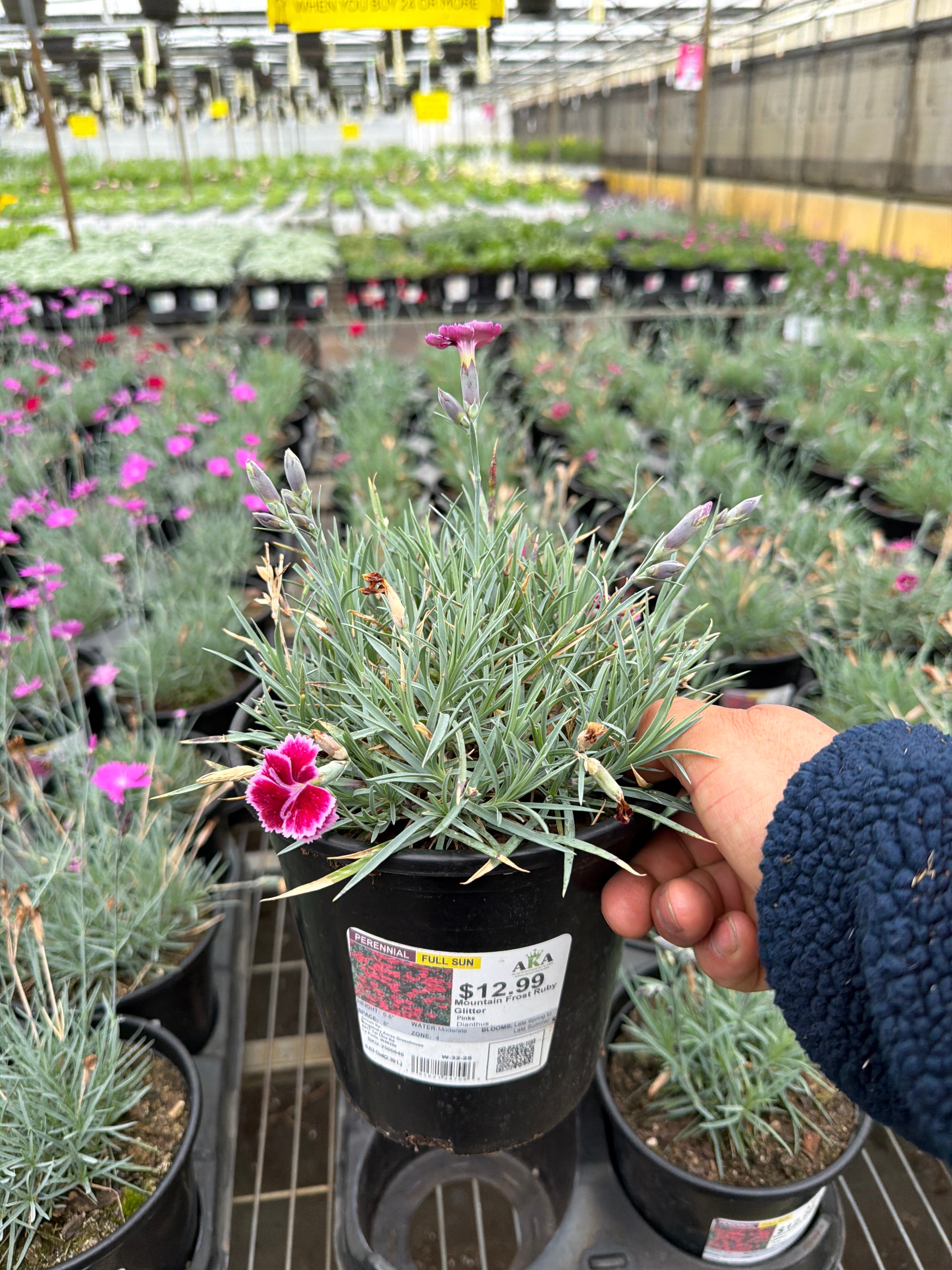 Dianthus Pinks Mountain Frost Ruby Glitter - 6" Perennial