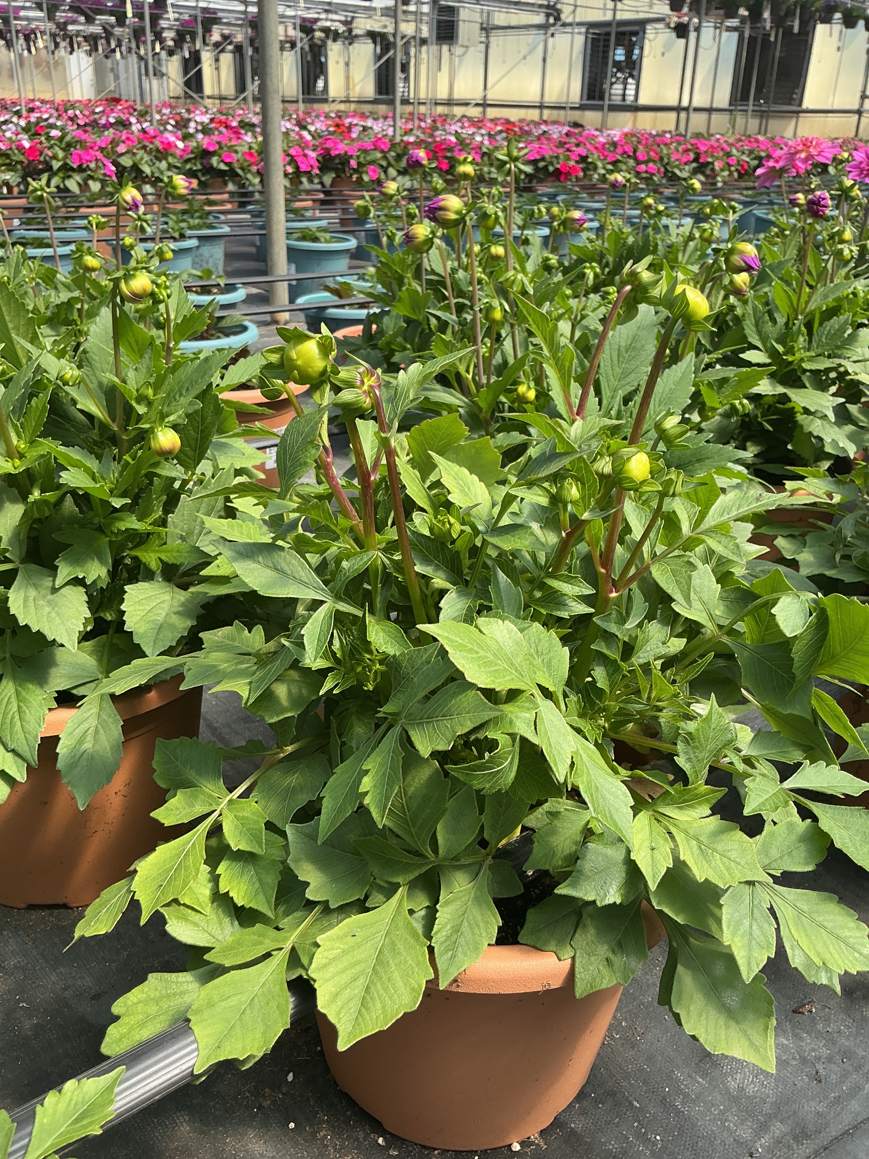 Dahlia Venti Tequila Sunrise - 8" Planter