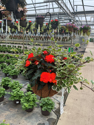 410 Sunset - 12" Coco Hanging Basket