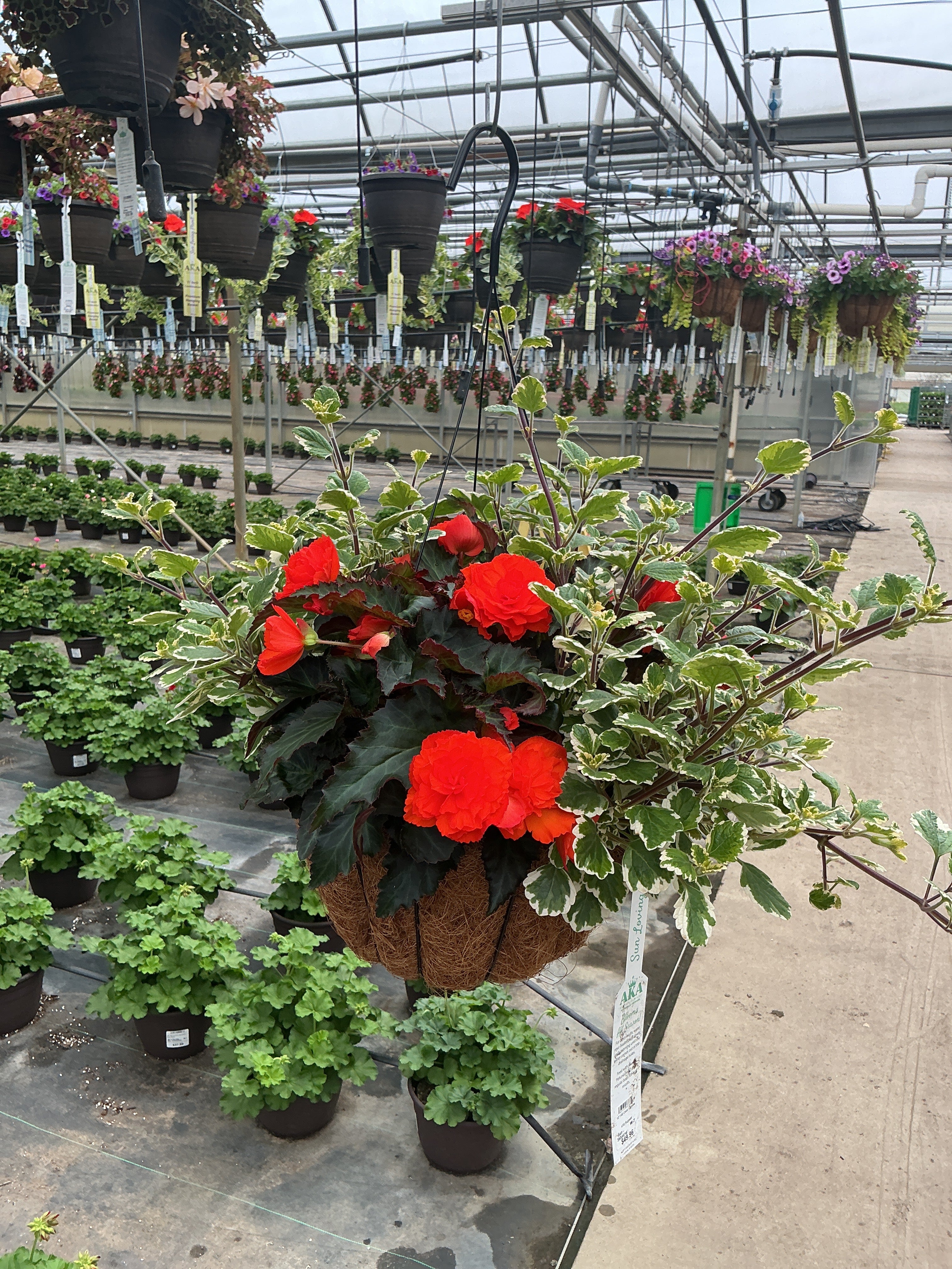 410 Sunset - 12" Coco Hanging Basket