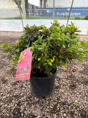 Azalea Girard’s Fuchsia