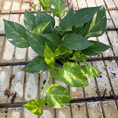 Golden Potted Houseplanthos - Epipremnum aureum - 6" Potted Houseplant