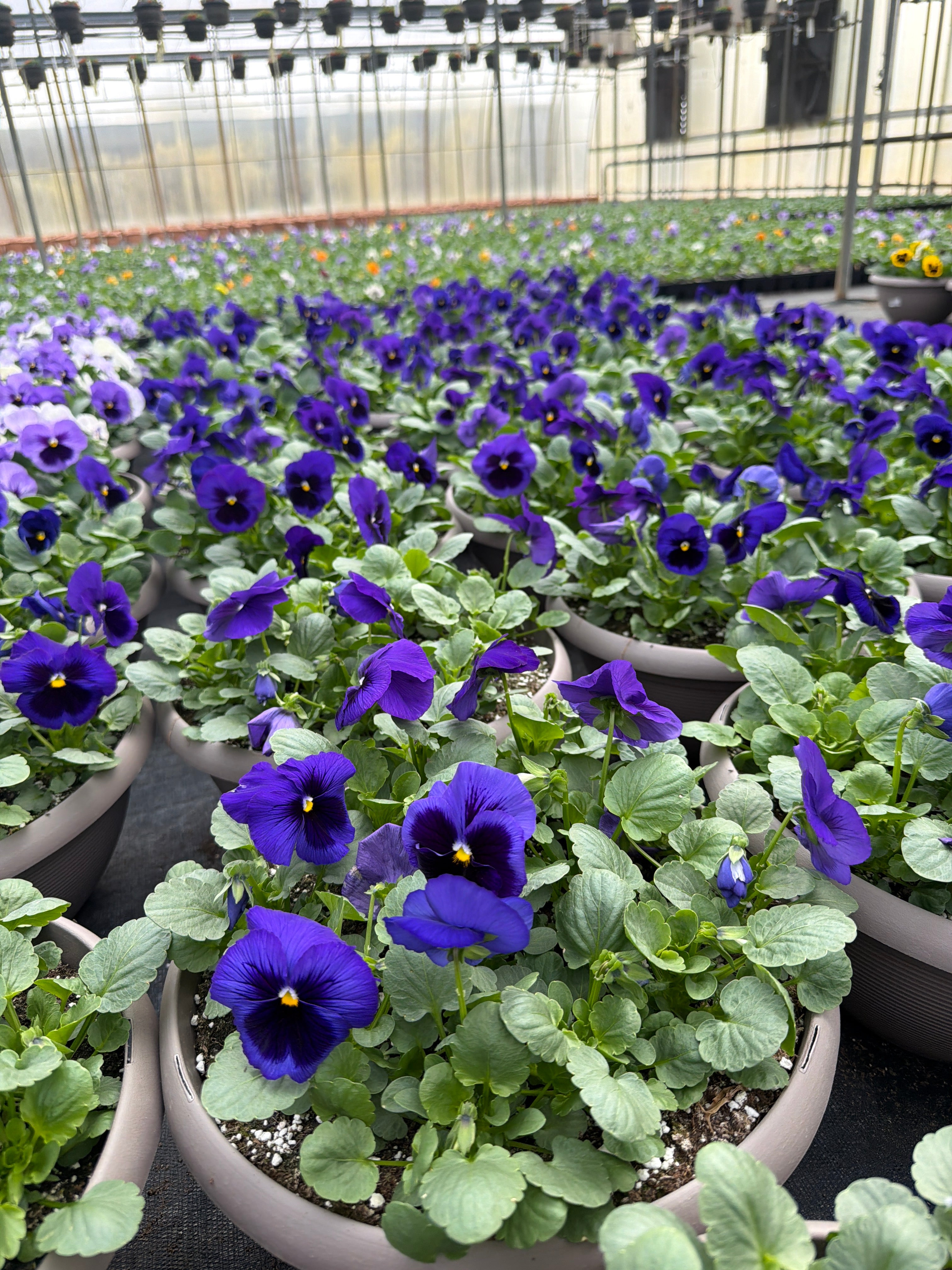 Pansy Deep Blue Blotch - 12" Bowl Planter