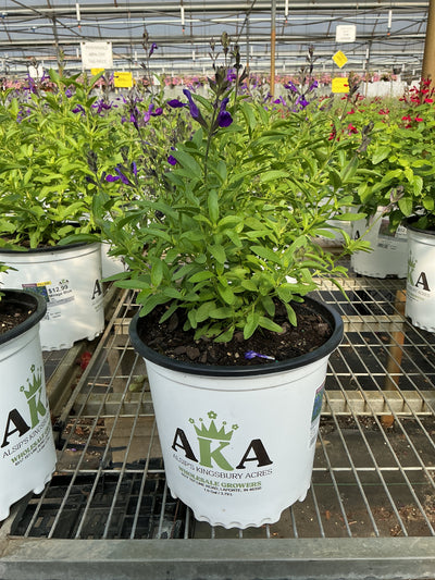 Salvia Sage Mirage Blue