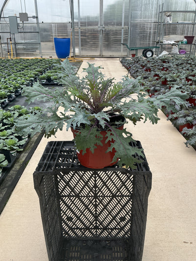 Peacock Red Ornamental Kale - 8" Fall Annuals