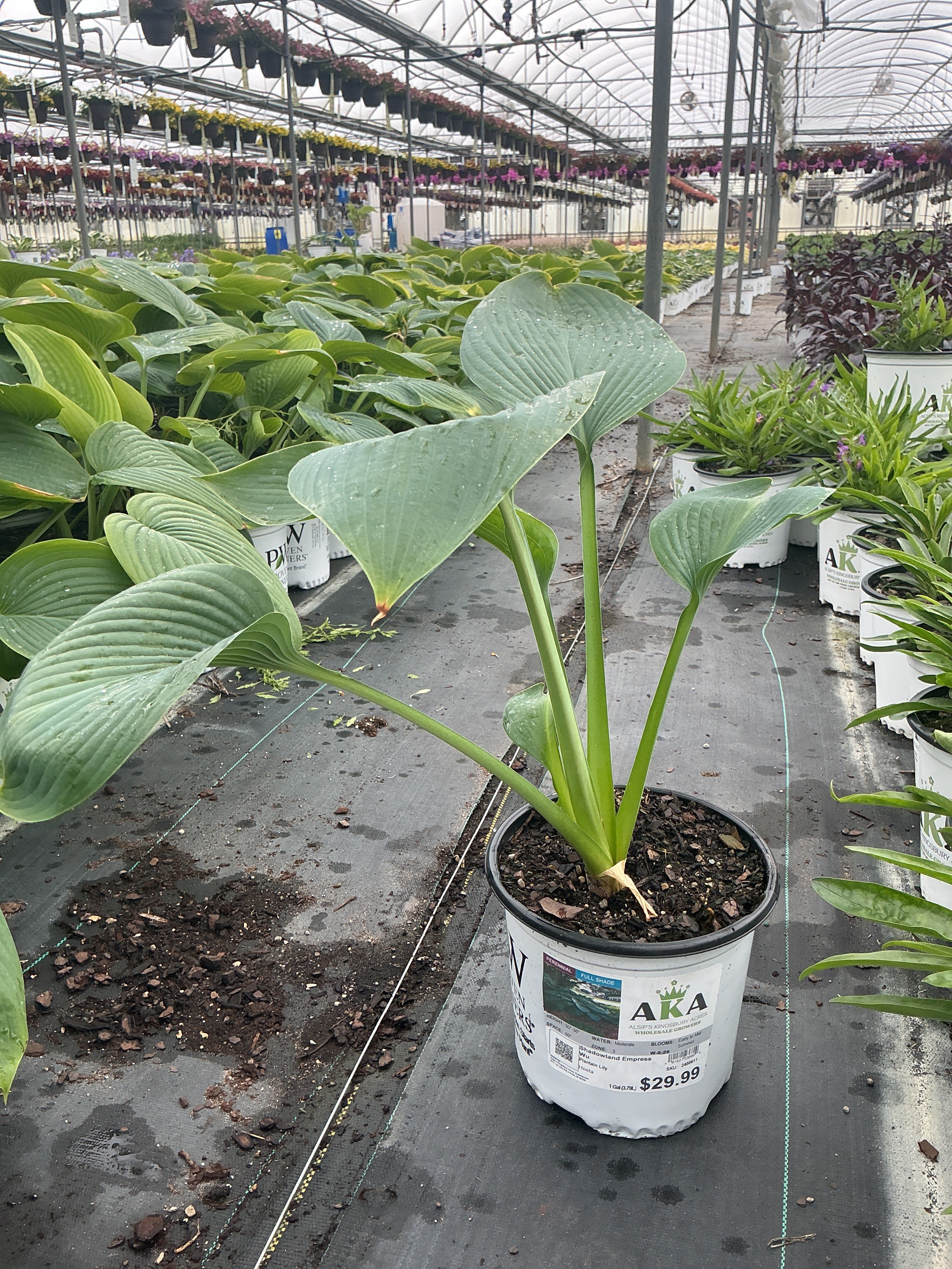Hosta Plantain Lily Shadowland Empress Wu