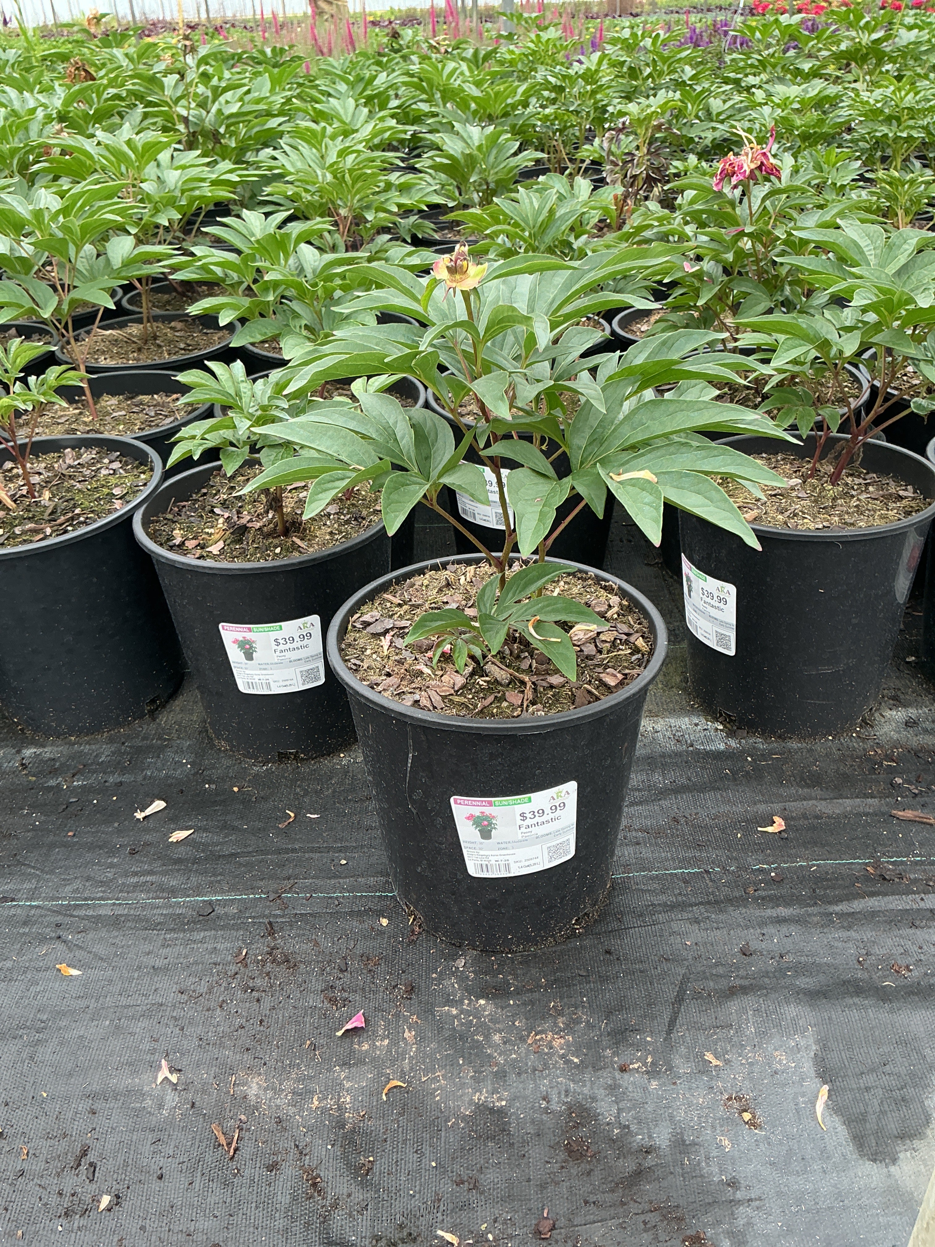 Paeonia Peony Fantastic