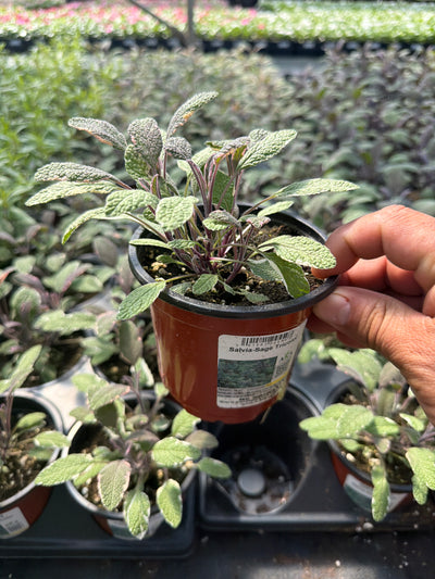Salvia-Sage Tricolor - 4.33" Potted Herb