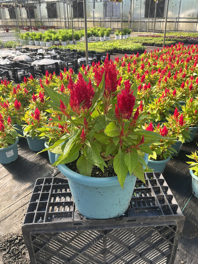 Celosia First Flame Red - 8" Planter