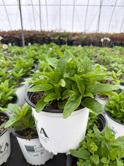 Veronica Speedwell Very Van Gogh