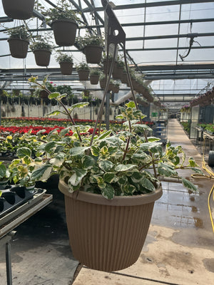 Plactranthus 'Variegata' - 8" Hanging Basket