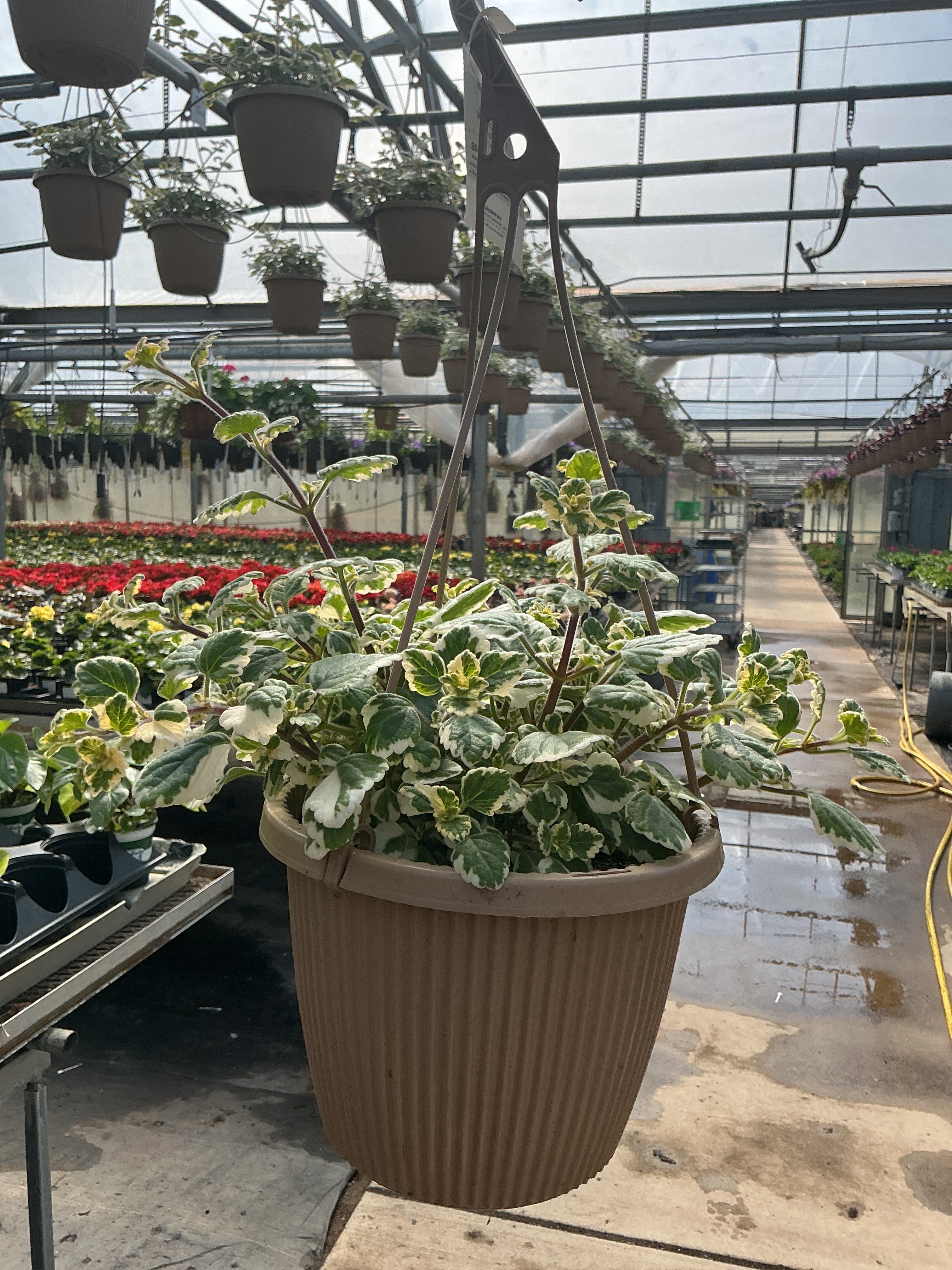 Plactranthus 'Variegata' - 8" Hanging Basket