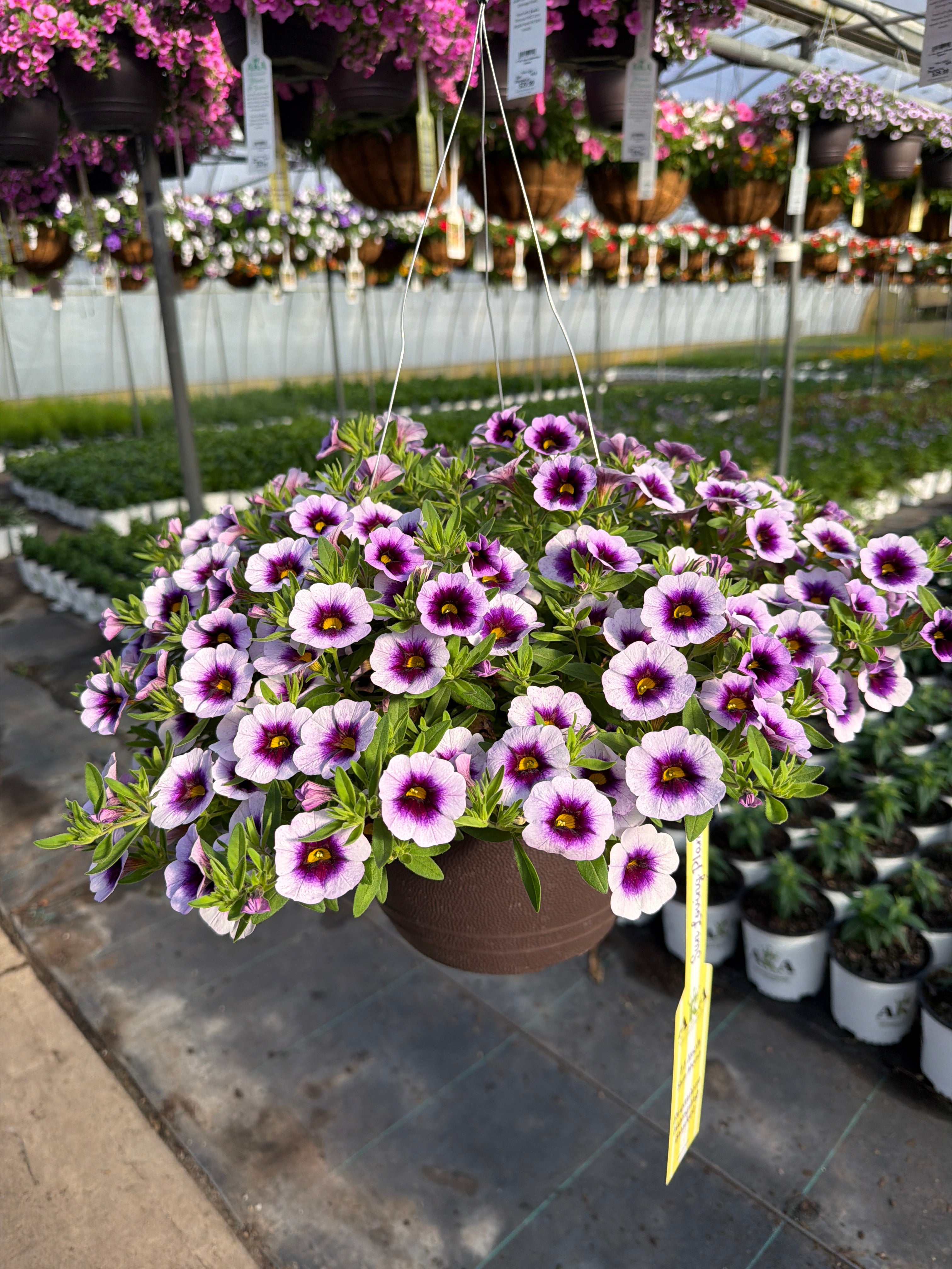 Calibrachoa Cabaret Lavender Kiss - 11" Hanging Basket
