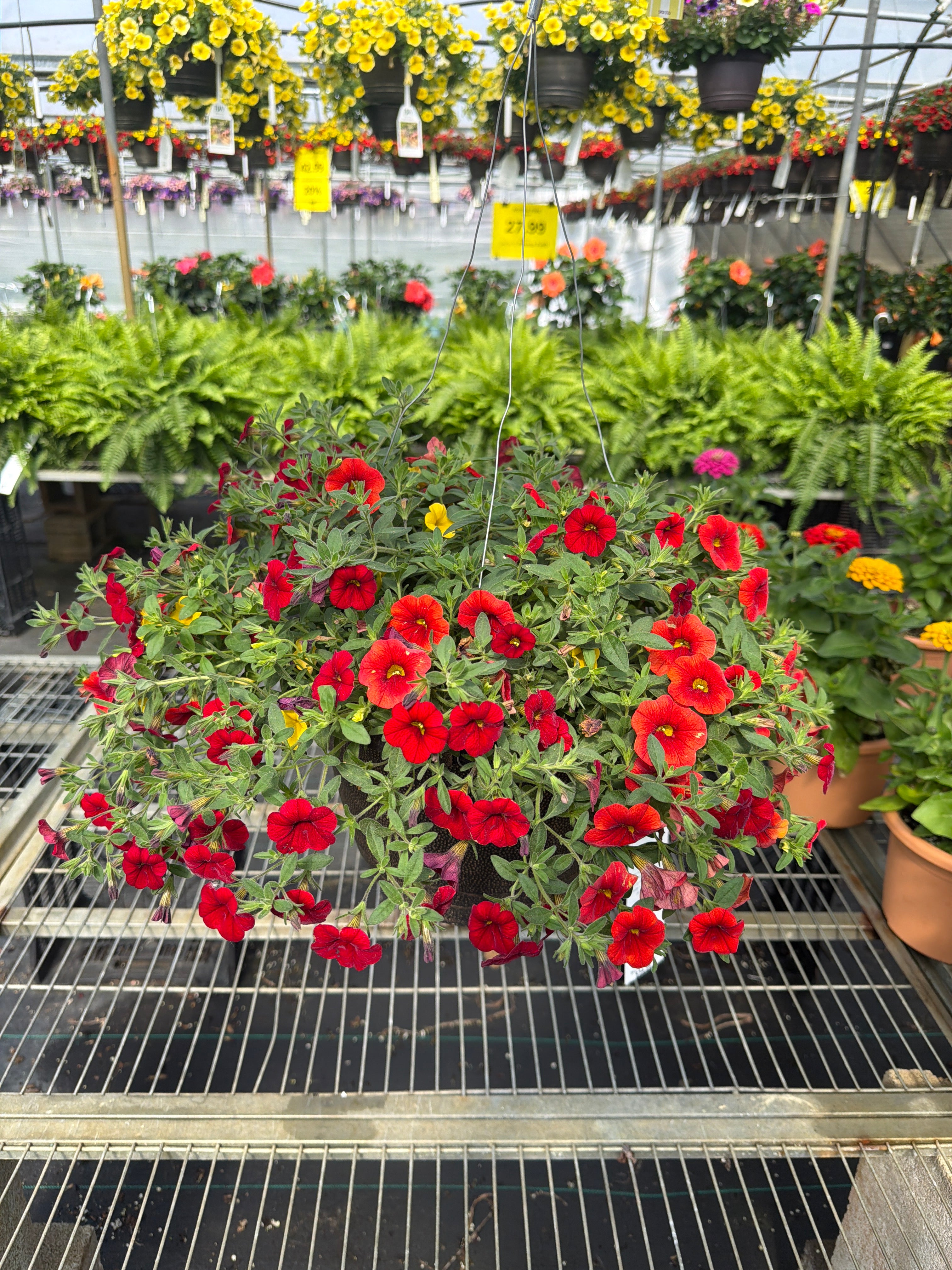209 Calibrachoa Tropicali - 11" Hanging Basket