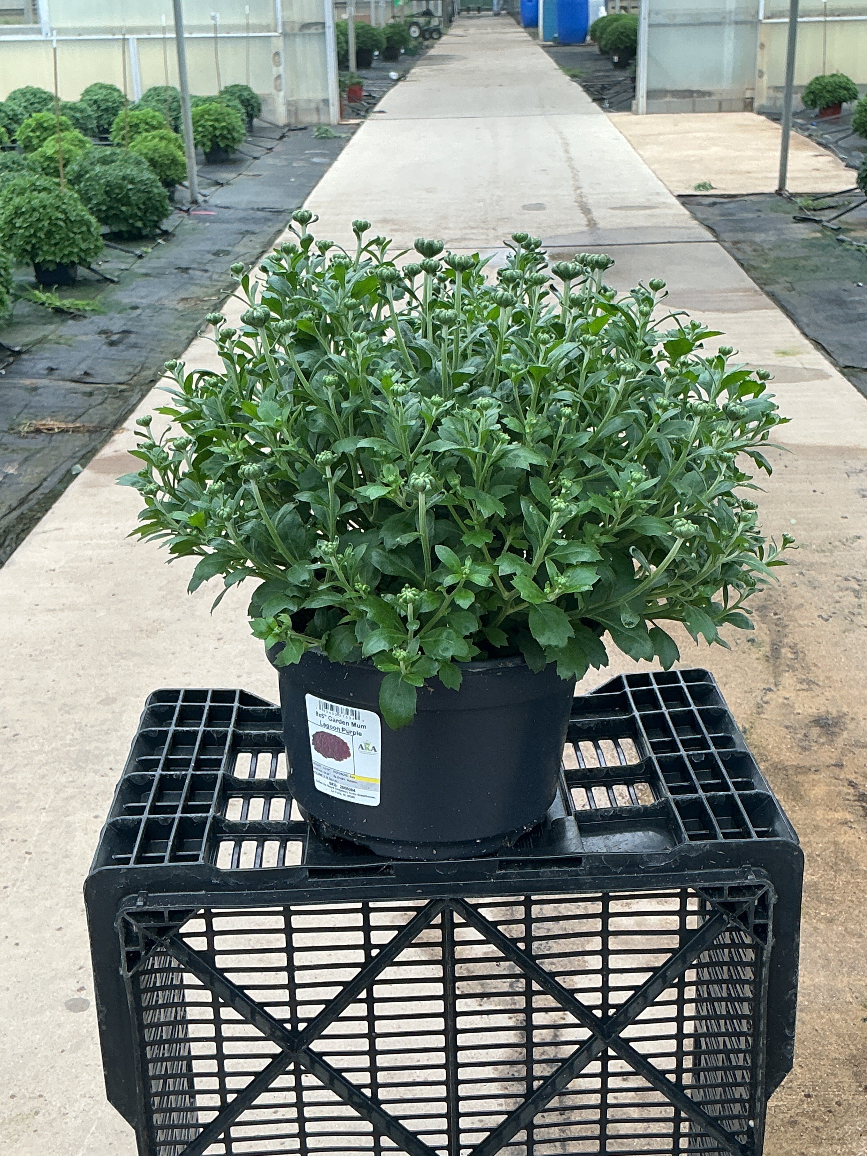 Lagoon Purple - 8"x5" Potted Garden Mum