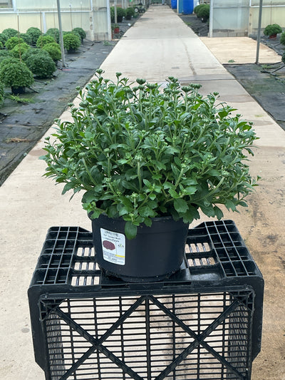 Lagoon Purple - 8"x5" Potted Garden Mum