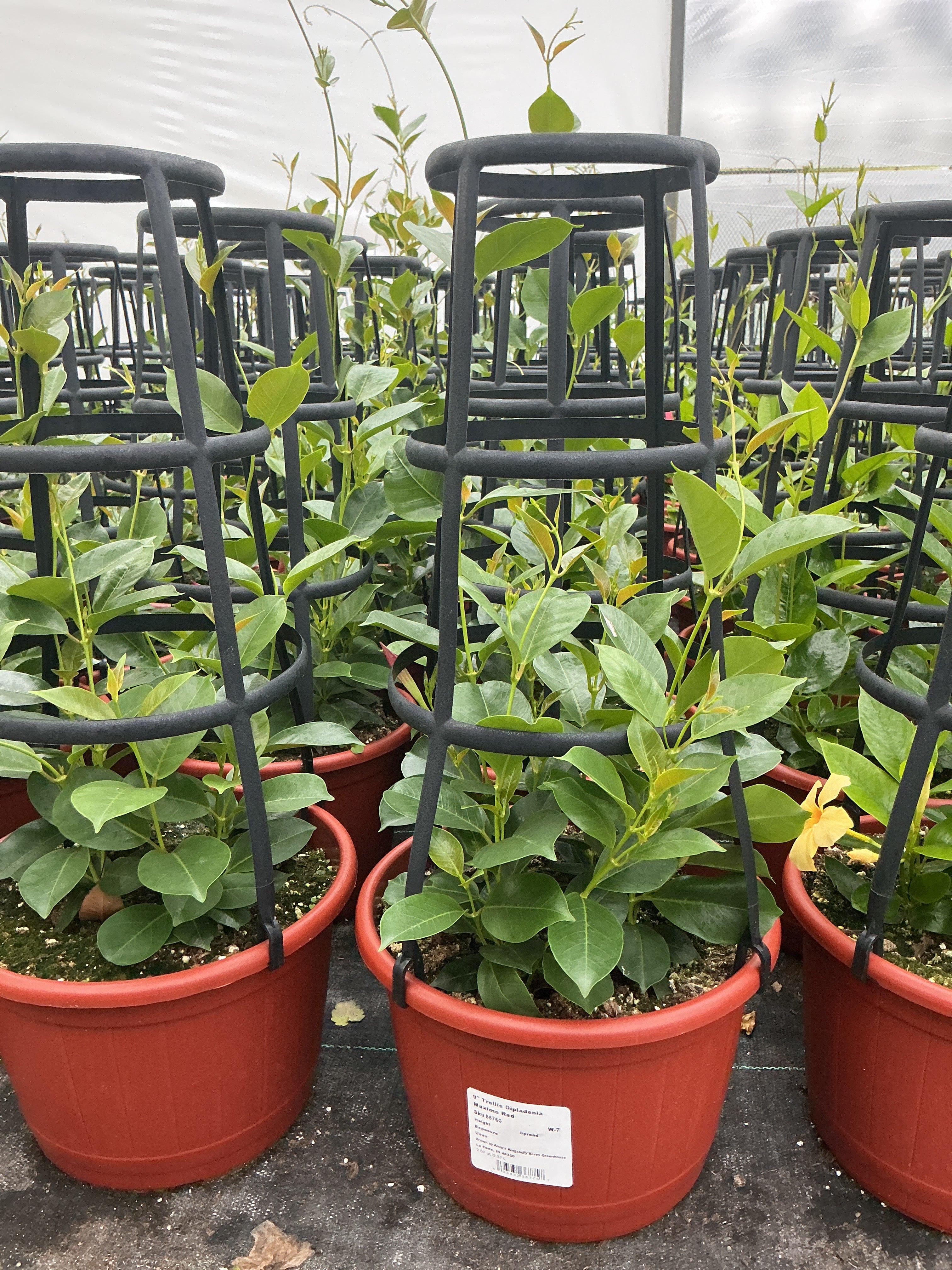 Dipladenia Madinia Maximo Red - 9" Trellis Planter
