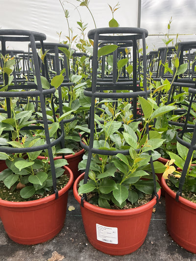 Dipladenia Madinia Maximo Red - 9" Trellis Planter