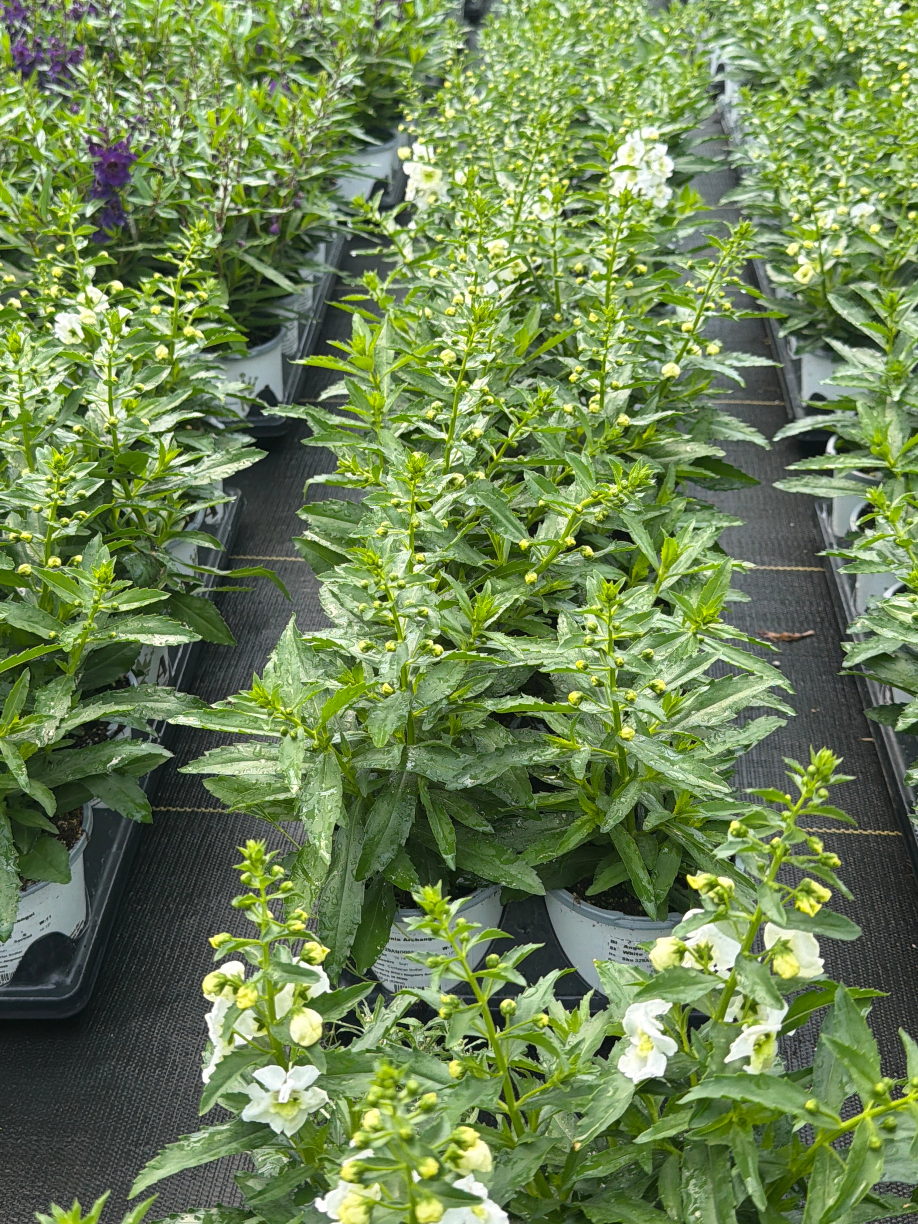 Angelonia ArchAngel White - 4.33" Premium Annual