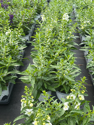Angelonia ArchAngel White - 4.33" Premium Annual