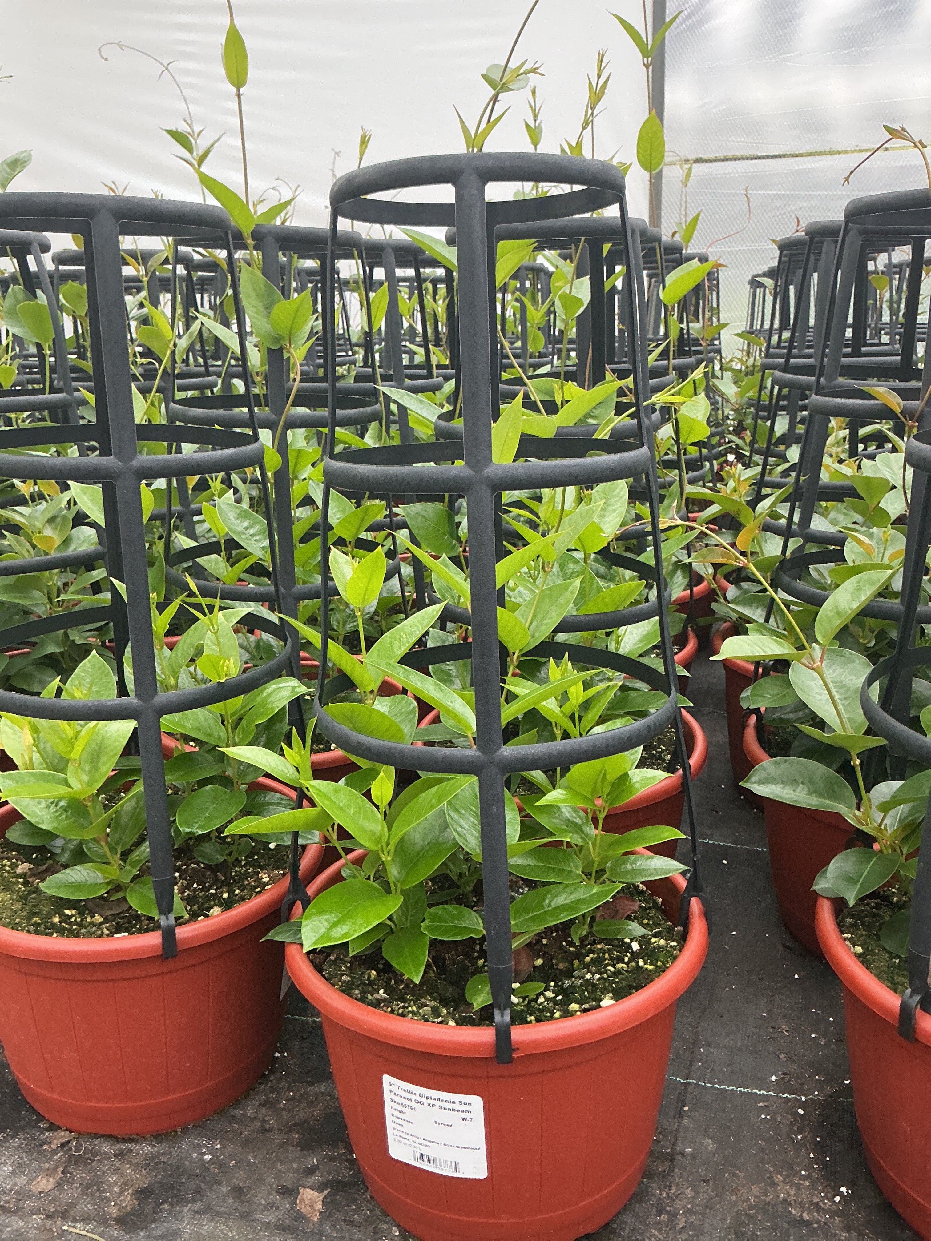 Dipladenia Sun Parasol OG XP Sunbeam - 9" Trellis Planter