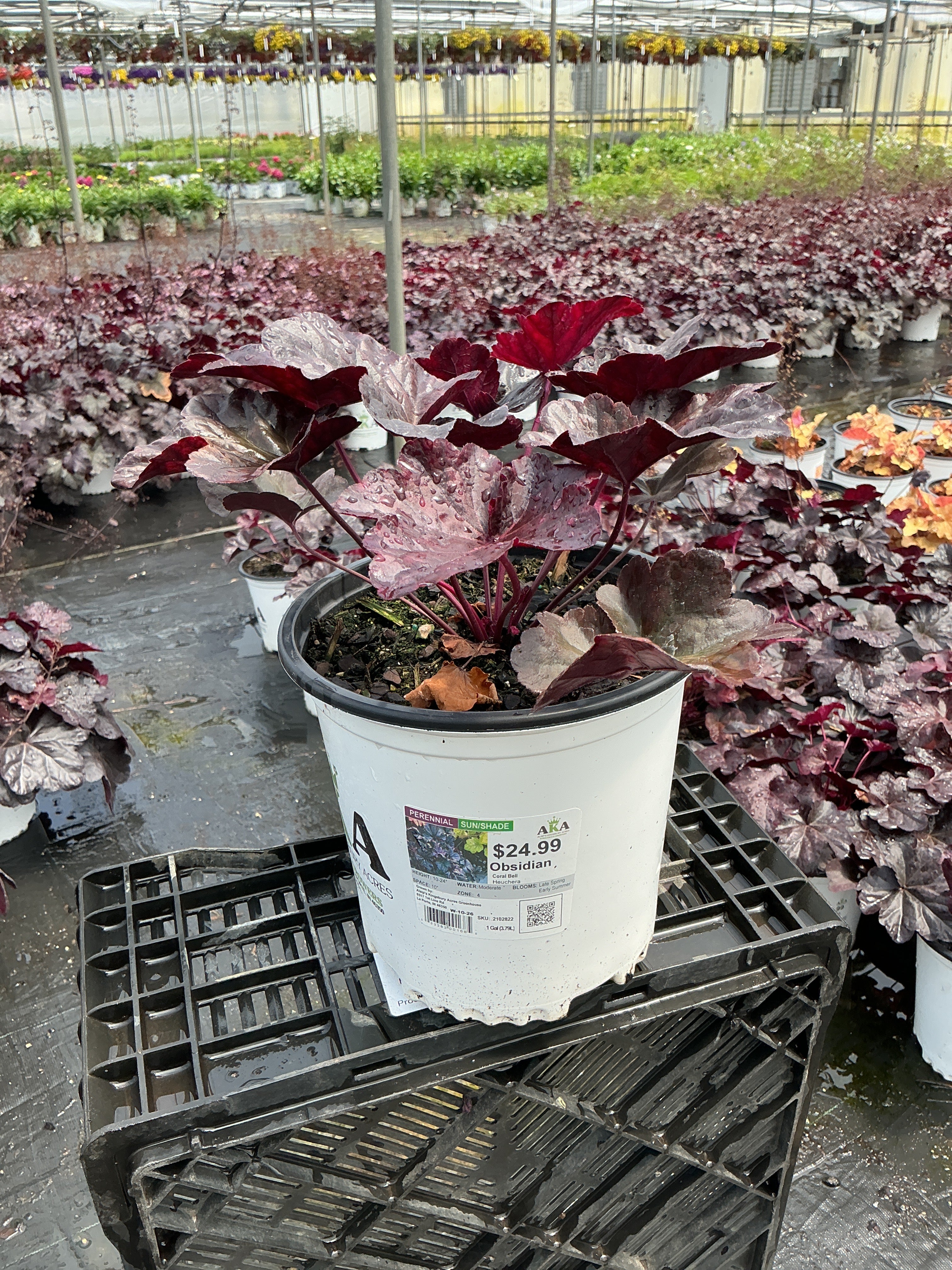 Heuchera Coral Bell Obsidian
