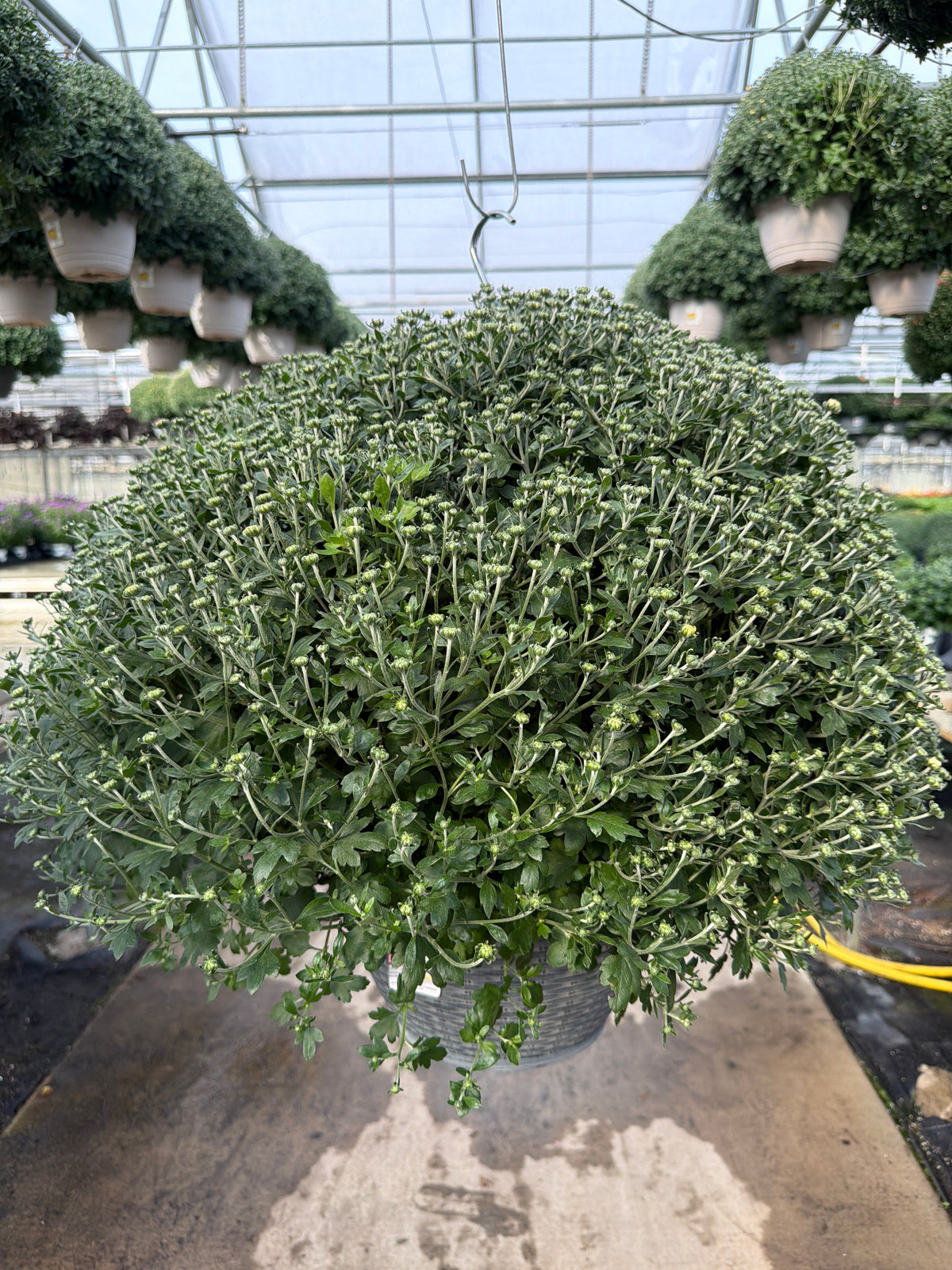 Chelsey Tricolor (Mix 4) - 13" Garden Mum Hanging Basket