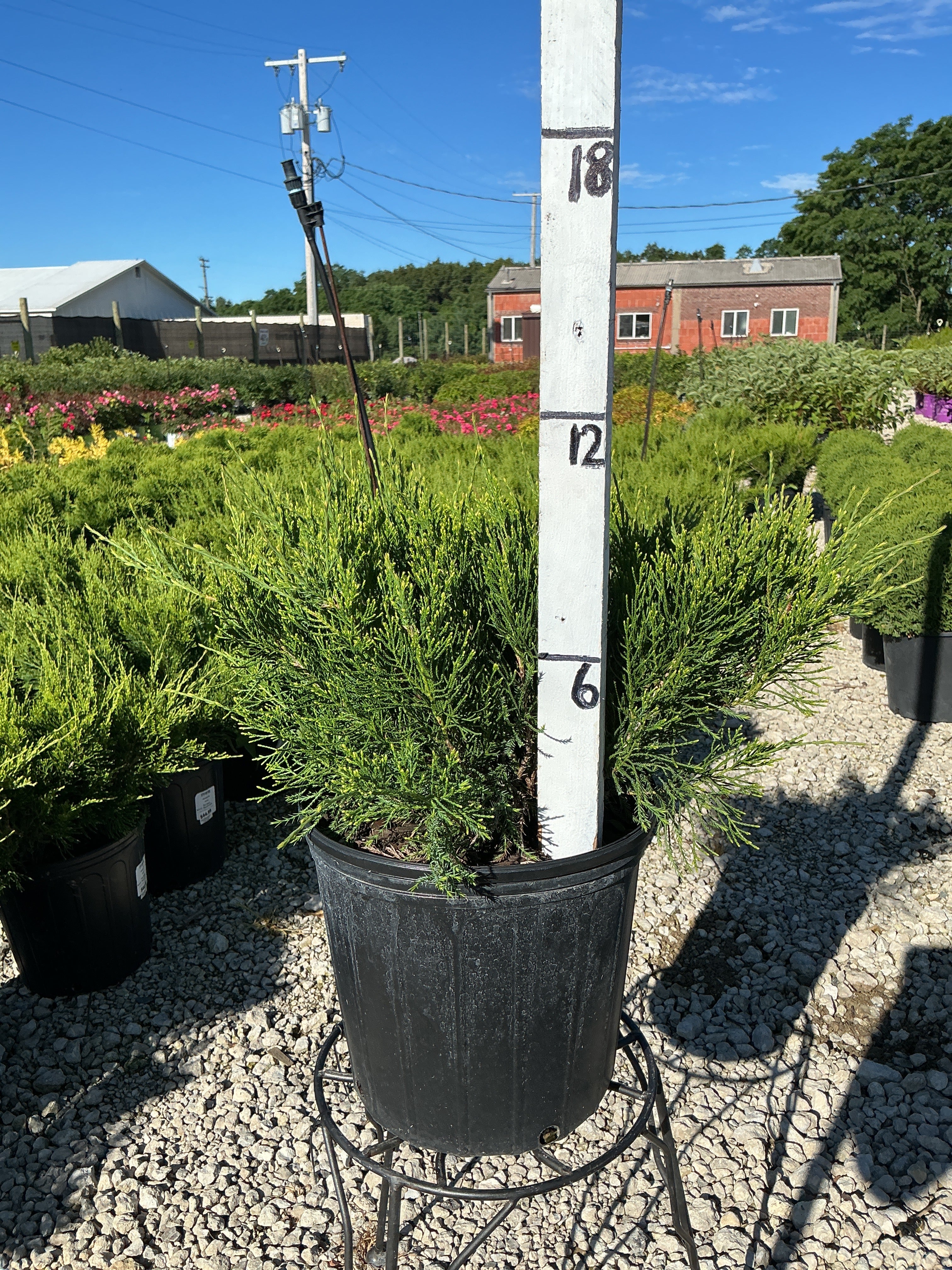 Juniper Sea Green