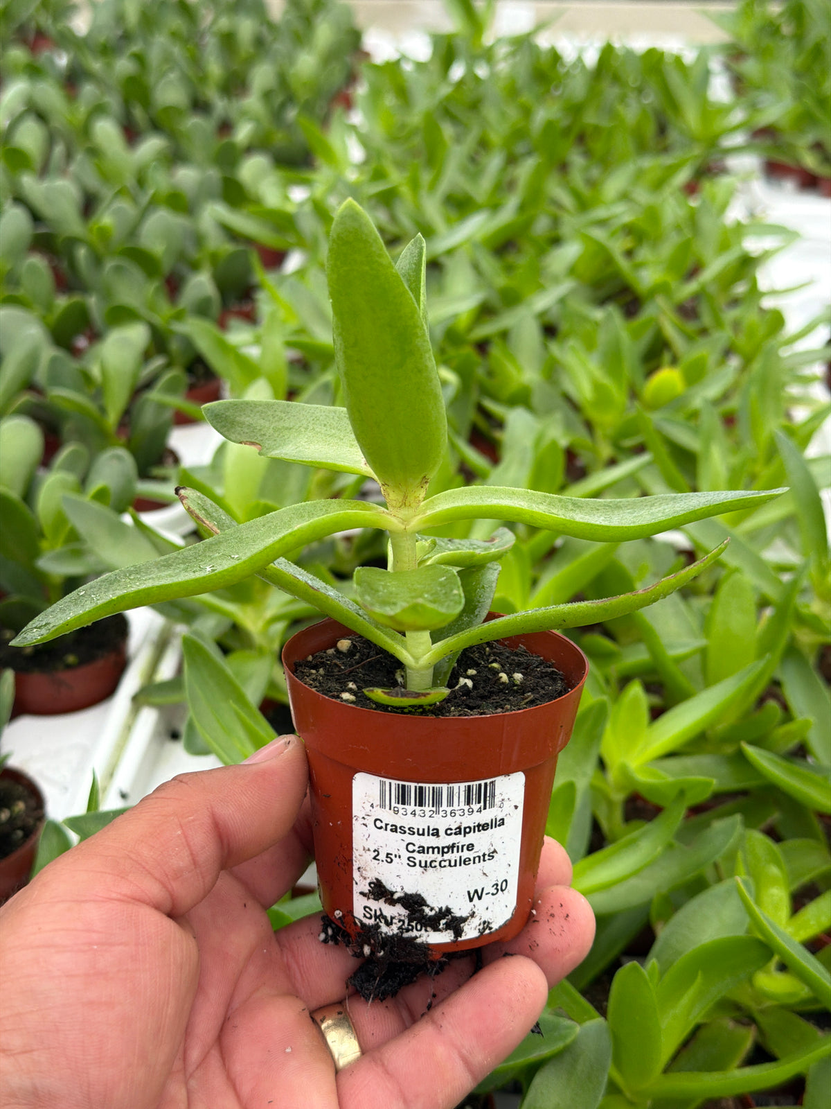 Crassula capitella Campfire - 2.5" Succulent
