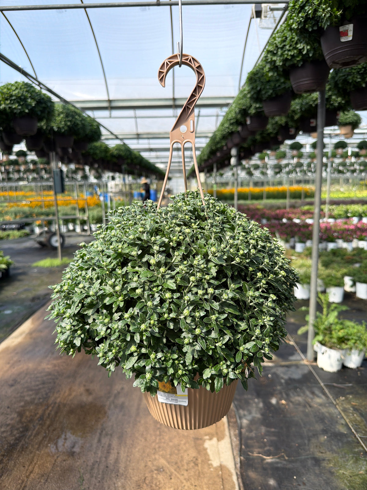 Cyclone Yellow - 8" Garden Mum Hanging Basket