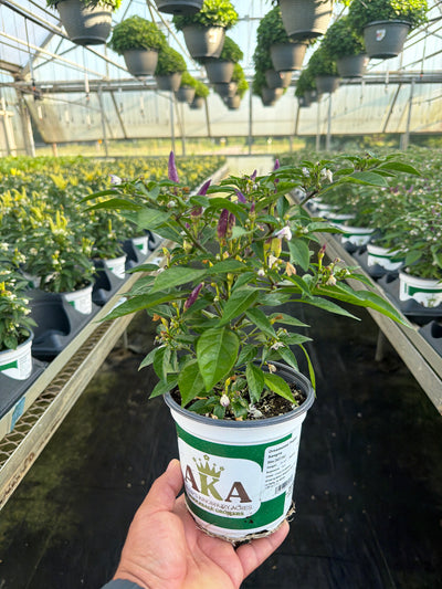 Sangria Ornamental Pepper - 5" Fall Annuals