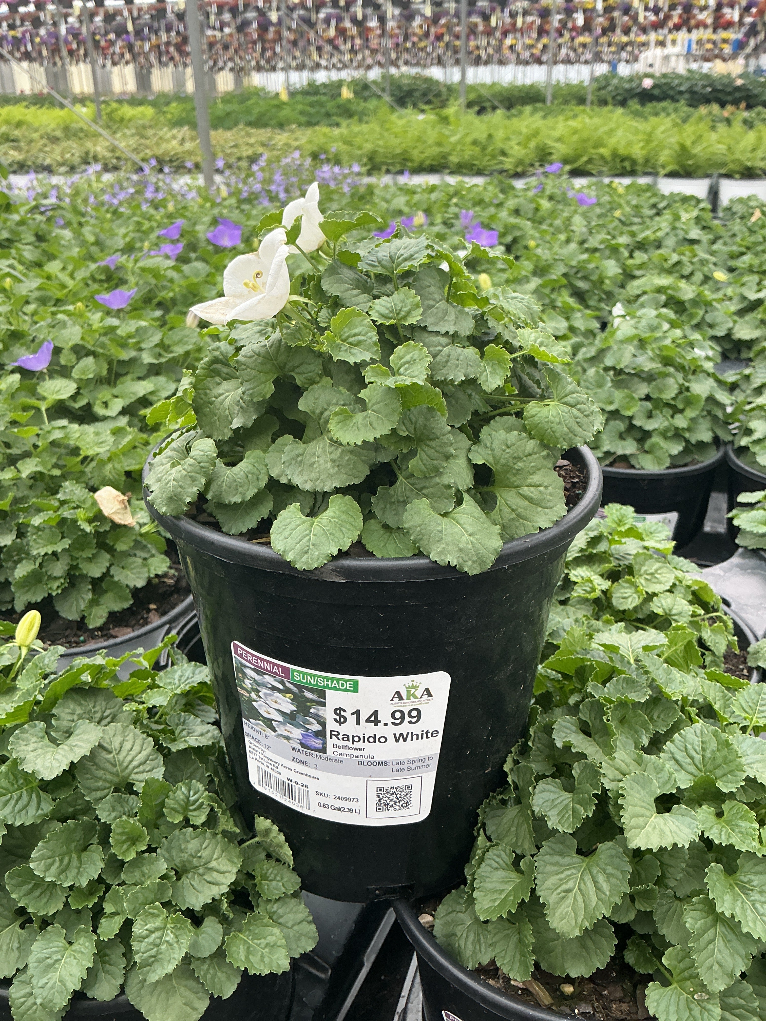 Campanula Bellflower Rapido White - 6" Perennial