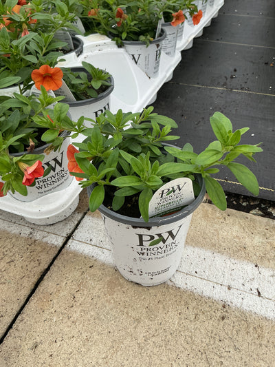 Calibrachoa Superbells Dreamsicle - 4.25" Proven Winners Annual